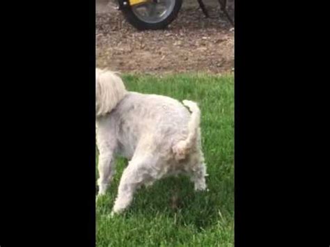 dog poop hanging by hair|human hair in dogs stool.